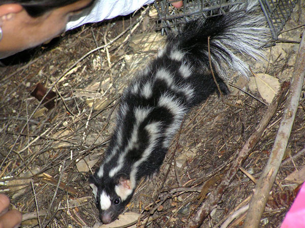 Western Spotted Skunk | Spilogale gracilis photo