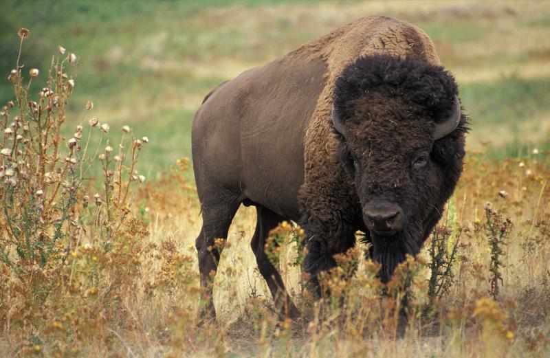 American Bison | Bison bison photo