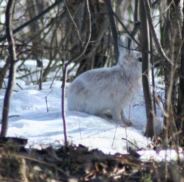 Snowshoe Hare | Lepus americanus photo