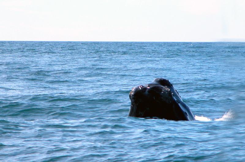 North Atlantic Right Whale | Eubalaena glacialis photo