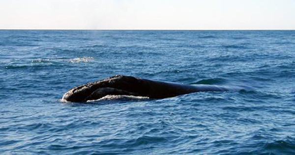 North Atlantic Right Whale | Eubalaena glacialis photo