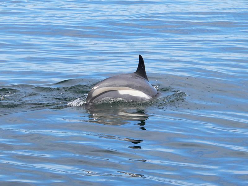 Atlantic White-sided Dolphin | Lagenorhynchus acutus photo