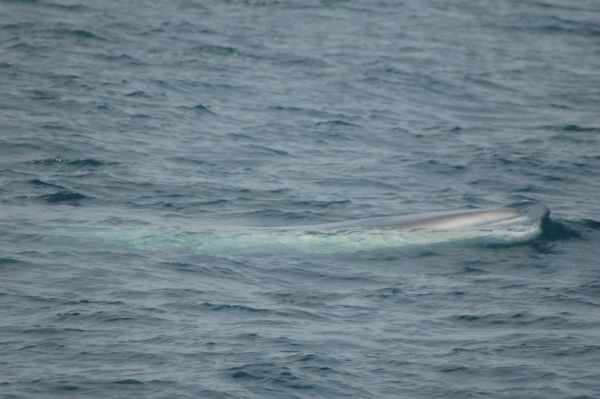 Fin Whale | Balaenoptera physalus photo