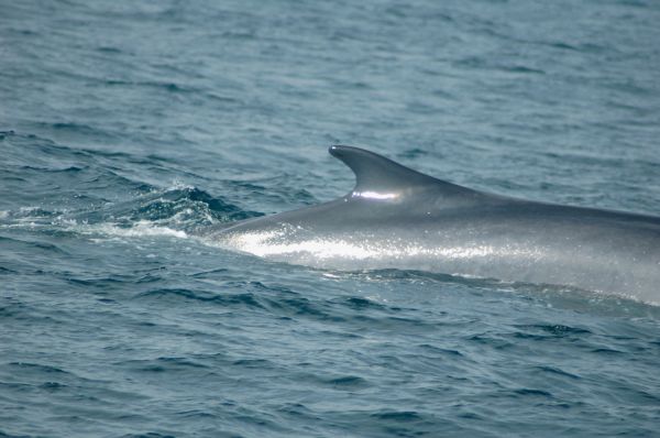Fin Whale | Balaenoptera physalus photo