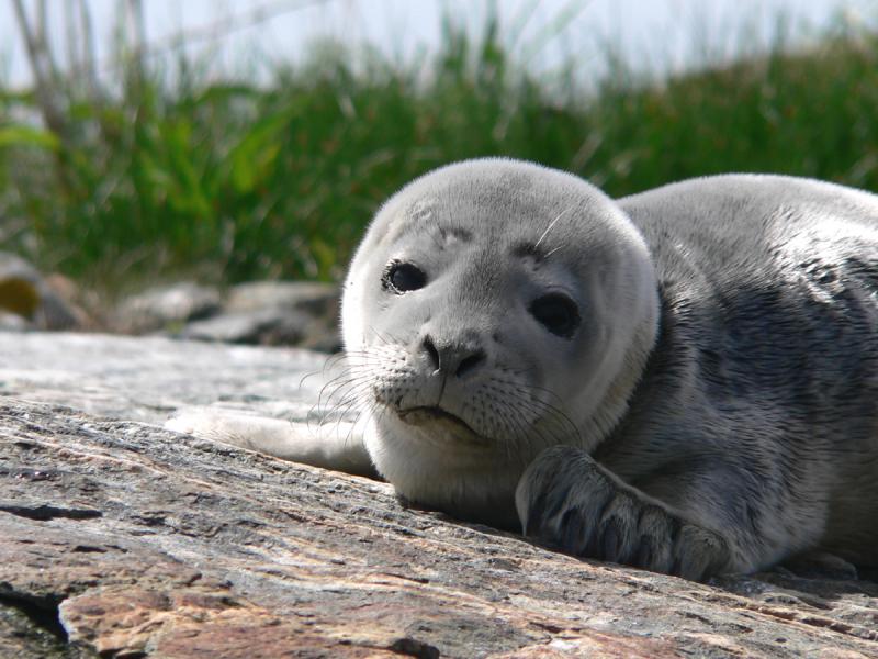 Harbor Seal | Phoca vitulina photo
