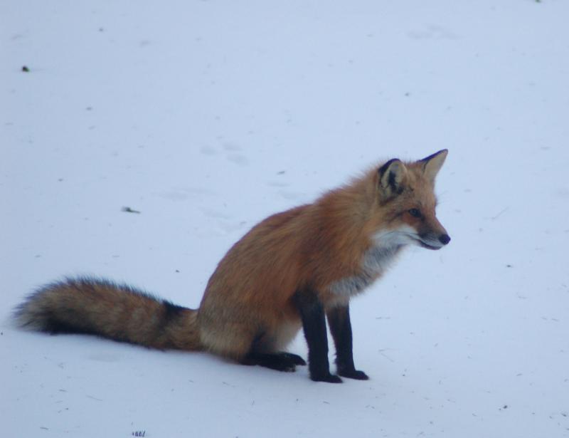 Red Fox | Vulpes vulpes photo