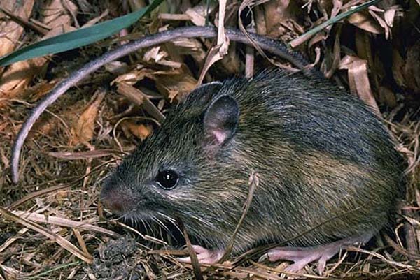 Western Jumping Mouse | Zapus princeps photo