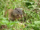 Franklin's Ground Squirrel