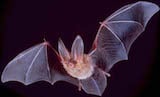 Townsend's Big-eared Bat