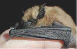 California Myotis