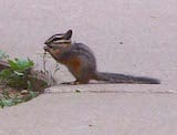 Cliff Chipmunk