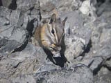 Colorado Chipmunk