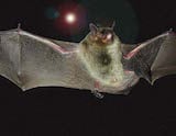 Gray Myotis