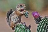 Harris's Antelope Squirrel