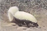 North American Hog-nosed Skunk