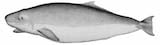 Pygmy Sperm Whale