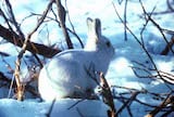 Alaskan Hare