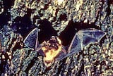 Little Brown Bat