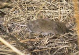 Long-tailed Vole