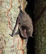 Indiana Bat