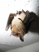 Northern Long-eared Myotis