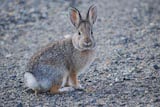 Mountain Cottontail