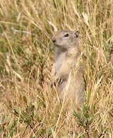 Belding's Ground Squirrel