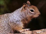 Rock Squirrel