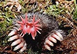 Star-nosed Mole