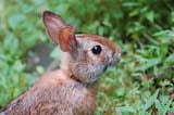 Appalachian Cottontail