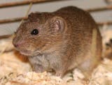 Southern Bog Lemming