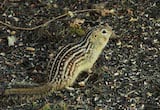 Thirteen-lined Ground Squirrel