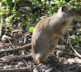 Uinta Ground Squirrel