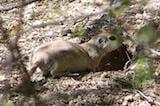 Round-tailed Ground Squirrel