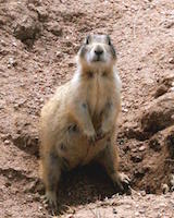 White-tailed Prairie Dog