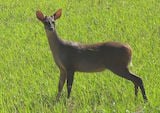 Red Brocket