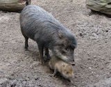 White-lipped Peccary