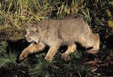 Canada Lynx