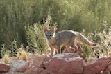 Kit Fox