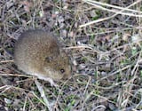 Western Harvest Mouse