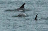 White-beaked Dolphin