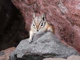 Yellow-pine Chipmunk