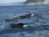 Long-finned Pilot Whale