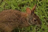 Marsh Rabbit