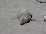 Northern Elephant Seal