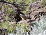 Idaho Ground Squirrel