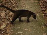 White-nosed Coati