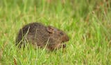 Hispid Cotton Rat