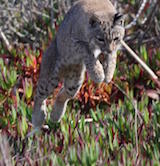 Bobcat