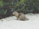 California Ground Squirrel